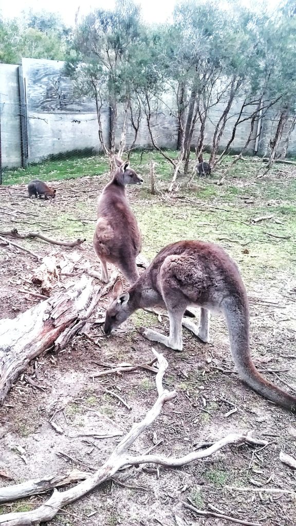 Moonlit Animal Sanctuary,, Melbourne, Australia, Victoria